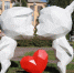 background - Koryazhma-Poisk.Ru