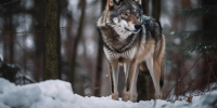 background - Koryazhma-Poisk.Ru