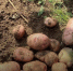 background - Koryazhma-Poisk.Ru
