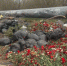 background - Koryazhma-Poisk.Ru