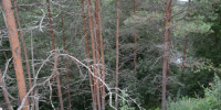 background - Koryazhma-Poisk.Ru