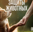 Поздравление Главы МО с Всемирным днем защиты животных. - Город Коряжма