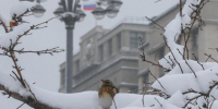 Фото: Коммуниционное агенство Медиа консалт - Koryazhma-Poisk.Ru
